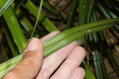 Paramapania parvibractea