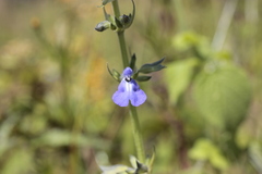 Salvia leptostachys