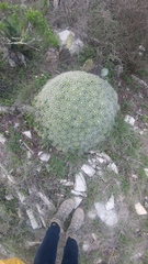 Mammillaria compressa compressa