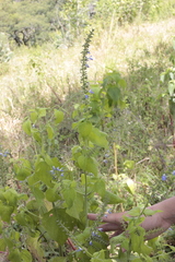 Salvia longispicata