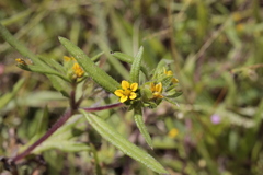 Melampodium sericeum