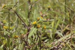 Melampodium sericeum