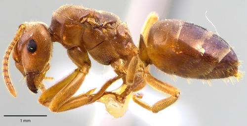 Shiny-bellied Fuzzy Ant photo 2