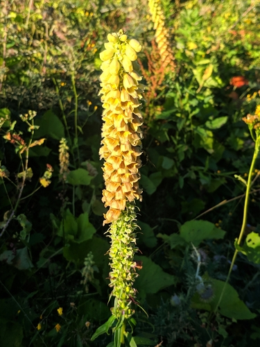 Hrđavosmeđi naprstnjak (Digitalis ferruginea)