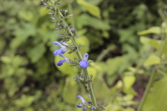 Salvia longispicata