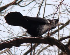 Corvus frugilegus
