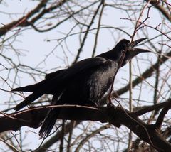 Corvus frugilegus