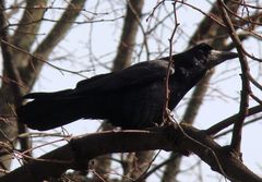 Corvus frugilegus