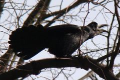 Corvus frugilegus