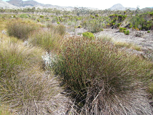 Image of Nevillea obtusissima by (c) douglaseustonbrown, some rights reserved (CC BY-SA)