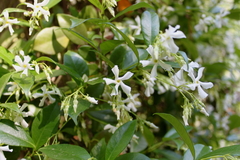 Trachelospermum jasminoides