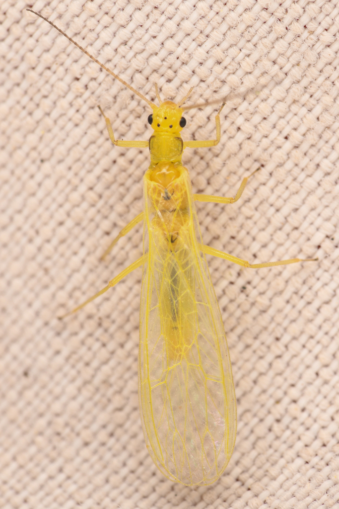 Margined Sallfly