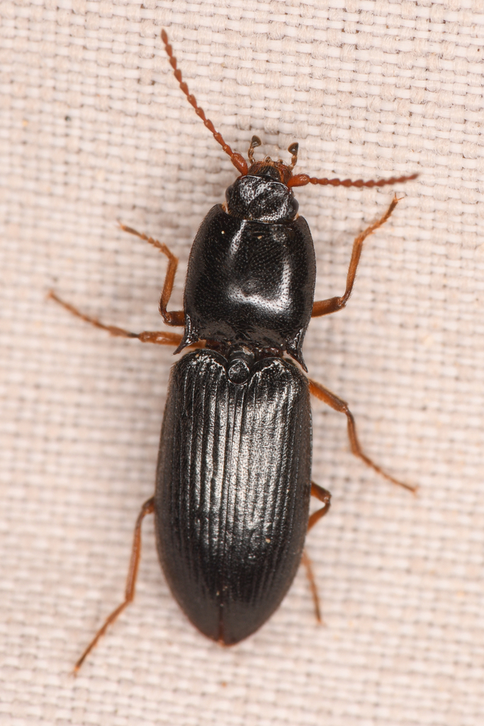 Glacial Click Beetle