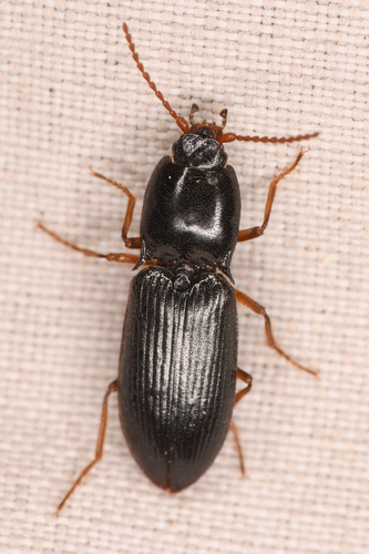Glacial Click Beetle