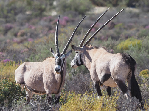 Gemsbok