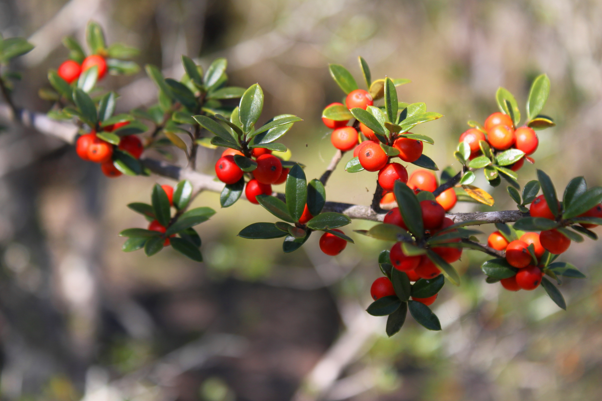 Ilex myrtifolia