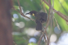 Meliphaga notata