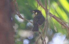 Meliphaga notata
