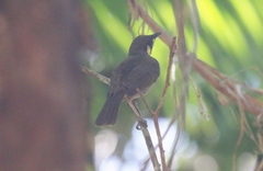 Meliphaga notata