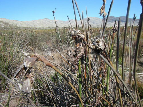 Image of Elegia mucronata by (c) douglaseustonbrown, some rights reserved (CC BY-SA)
