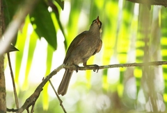 Meliphaga notata