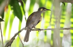 Meliphaga notata