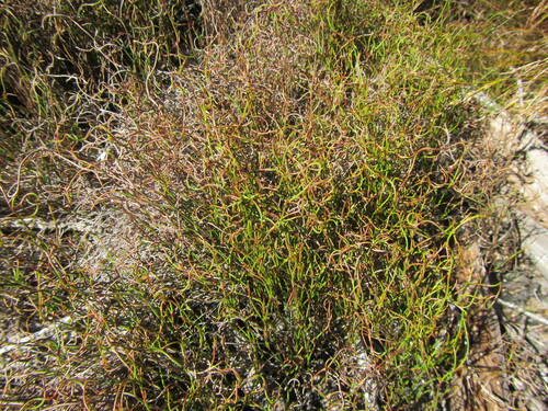 Tiny Pegreed (Restio tenuissimus)