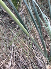 Austroderia splendens