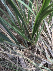 Austroderia splendens