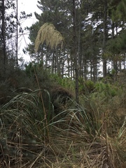 Austroderia splendens