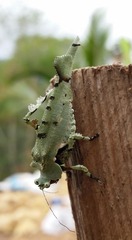 Lichenomorphus fuscifrons