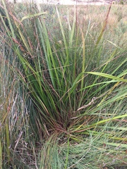 Dianella haematica