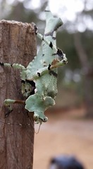 Lichenomorphus fuscifrons