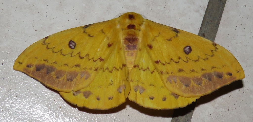 Gold Marbled Emperor