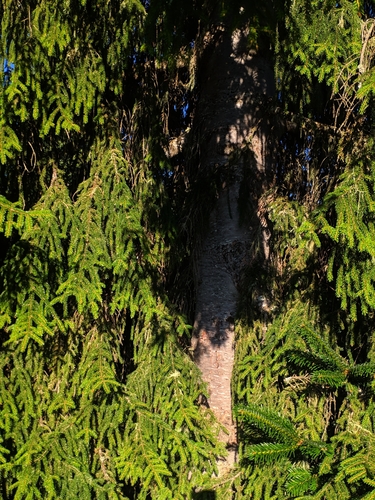 Image of Picea orientalis by (c) Denys Vynokurov, some rights reserved (CC BY)