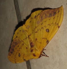 Tagoropsis flavinata