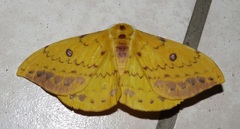 Tagoropsis flavinata