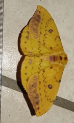 Tagoropsis flavinata