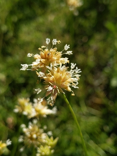 Image of Juncus chlorocephalus by (c) Ken-ichi Ueda, some rights reserved (CC BY)