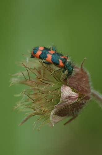 Bee-eating Beetle, photo 4 of 10