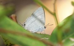 Hypolycaena phorbas