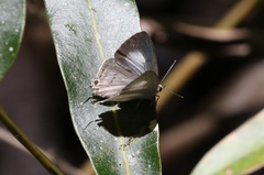 Hypolycaena phorbas