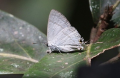 Hypolycaena phorbas