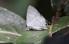 Hypolycaena phorbas