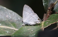Hypolycaena phorbas
