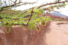 Bulnesia schickendantzii