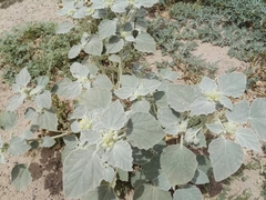 Chrozophora tinctoria