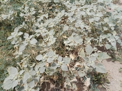 Chrozophora tinctoria