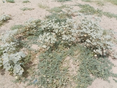 Chrozophora tinctoria