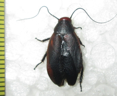 Oxyhaloa deusta